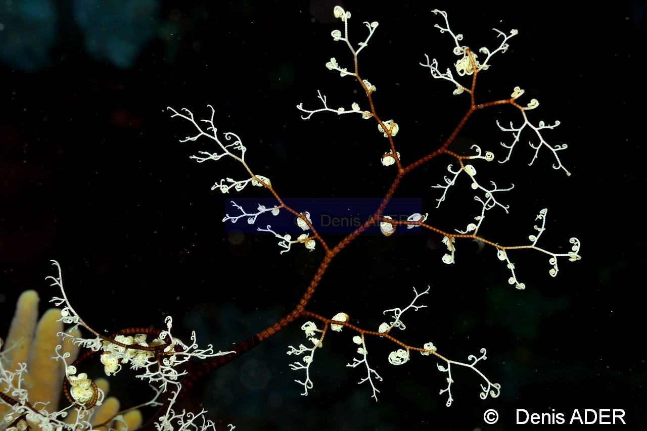 Astroboa nuda-Wakatobi Sawa Fan garden-10m-20180528nuit-Denis-ADER-DSC_1578_tn.jpg